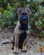 german shepherd puppy posted by Yosemite _Shepherds